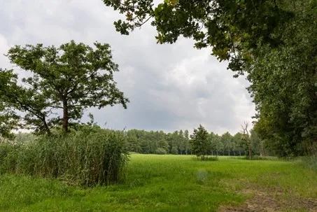 Groene woud Eindhoven