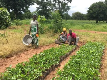 Herbebossing Ghana